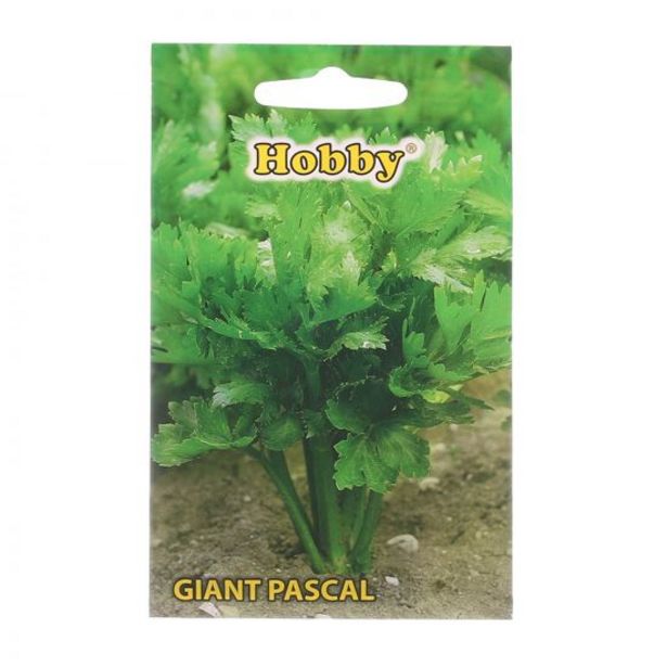 Ofertă Seminte plante aromatice, telina frunza Giant Pascal, Hobby 1,1 lei